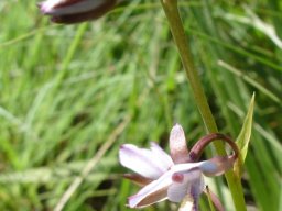 Eulophia zeyheriana bracts and spurs